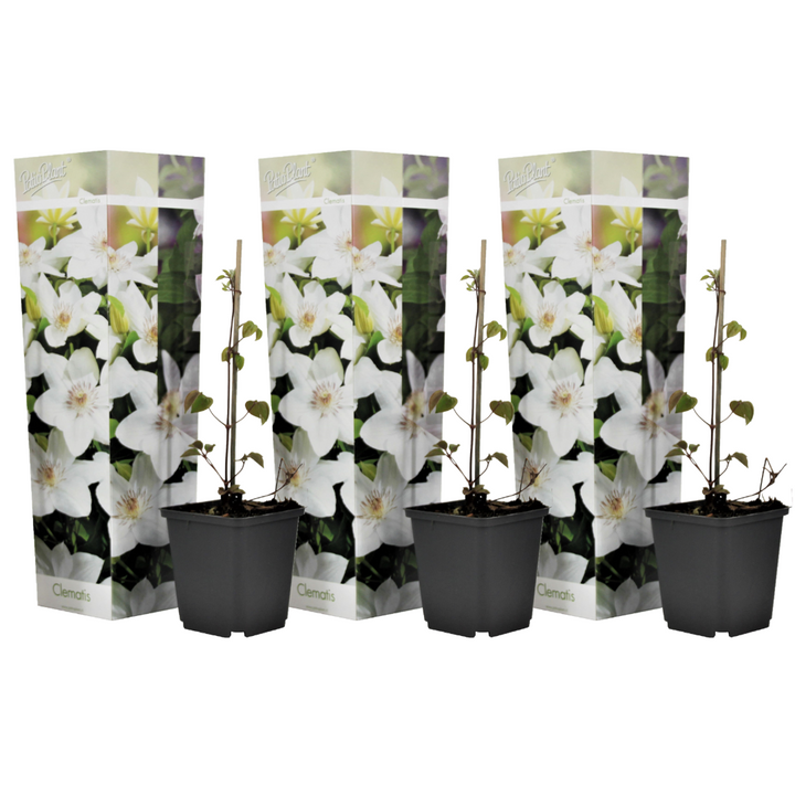 Clematis - Set van 3 - Tuinplant - Wit - Klimplant