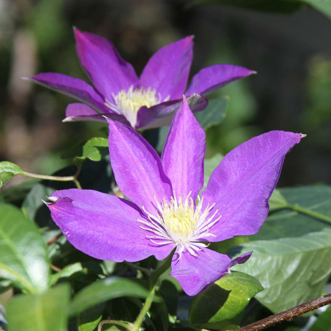 Clematis Taiga - Pianta Rampicante Con Fiori Viola - Foto 9