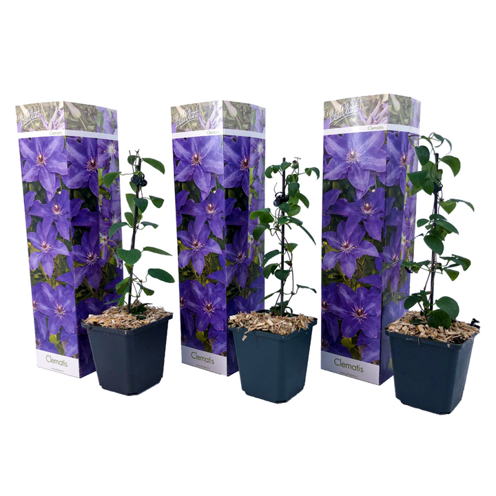 Clematis - Set van 3 - Tuinplant - Paars - Klimplant