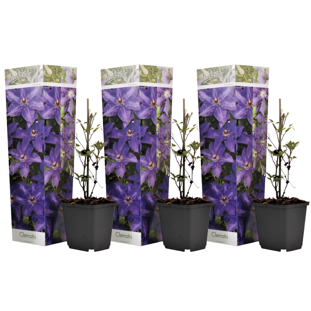 Clematis - Set van 3 - Tuinplant - Paars - Klimplant