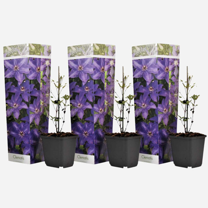 Clematis - Set van 3 - Tuinplant - Paars - Klimplant