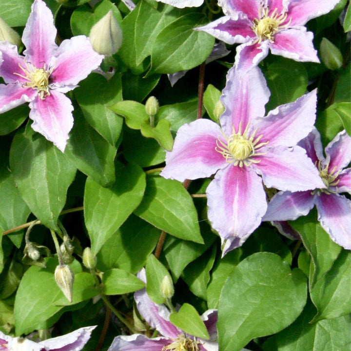 Clematis - Set van 3 - Tuinplant - Roze - Klimplant