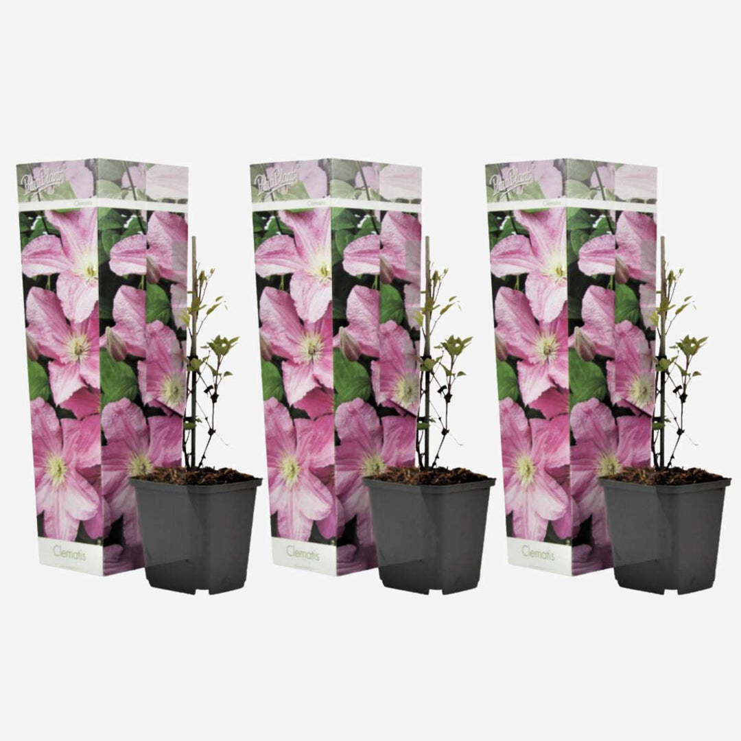 Clematis - Set van 3 - Tuinplant - Roze - Klimplant