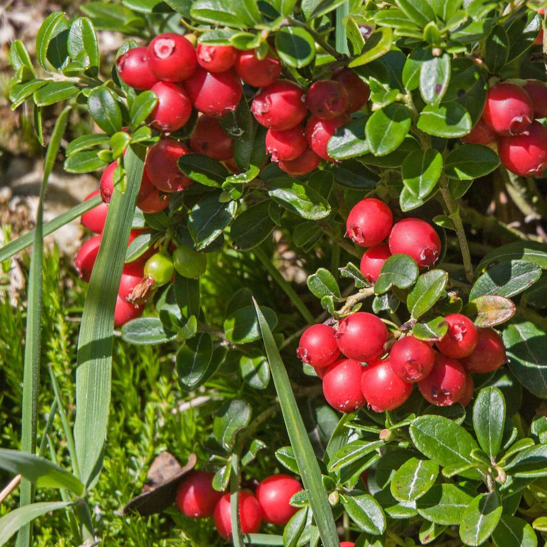 Veenbes - Set van 3 - Eetbaar - Cranberry