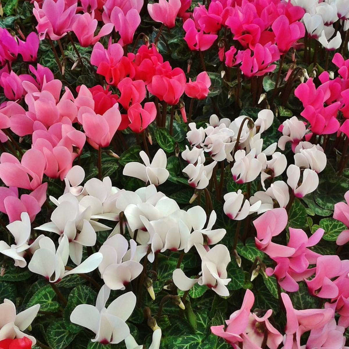 Cyclamen Persicum - Mix van 3