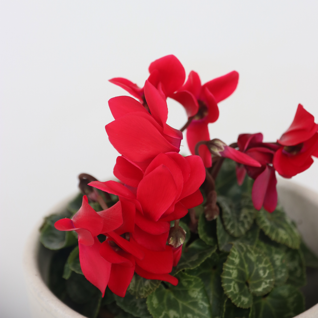 Cyclamen Persicum - Mix van 3