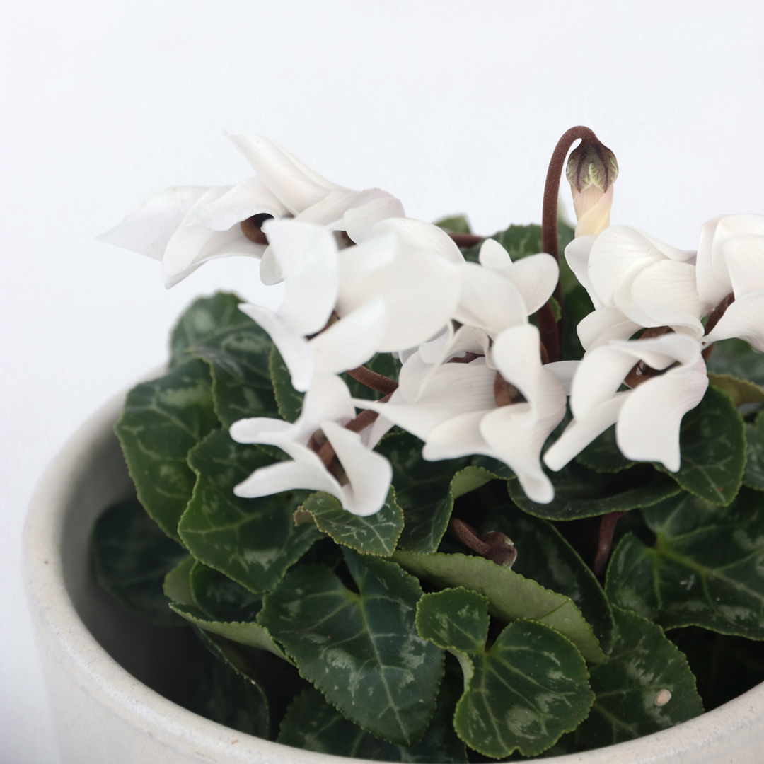 Cyclamen Persicum - Mix van 3