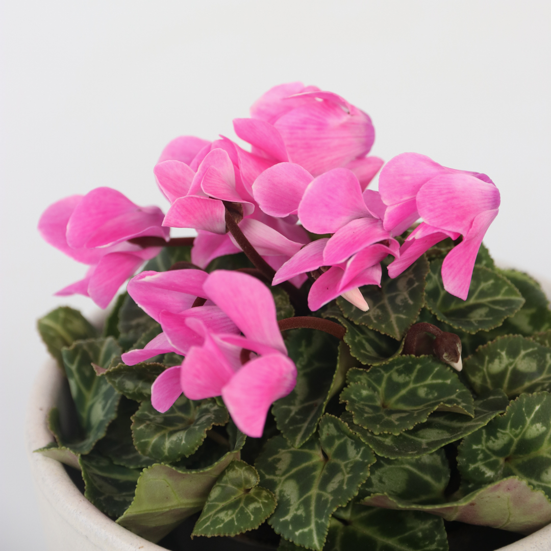 Cyclamen Persicum - Mix van 3