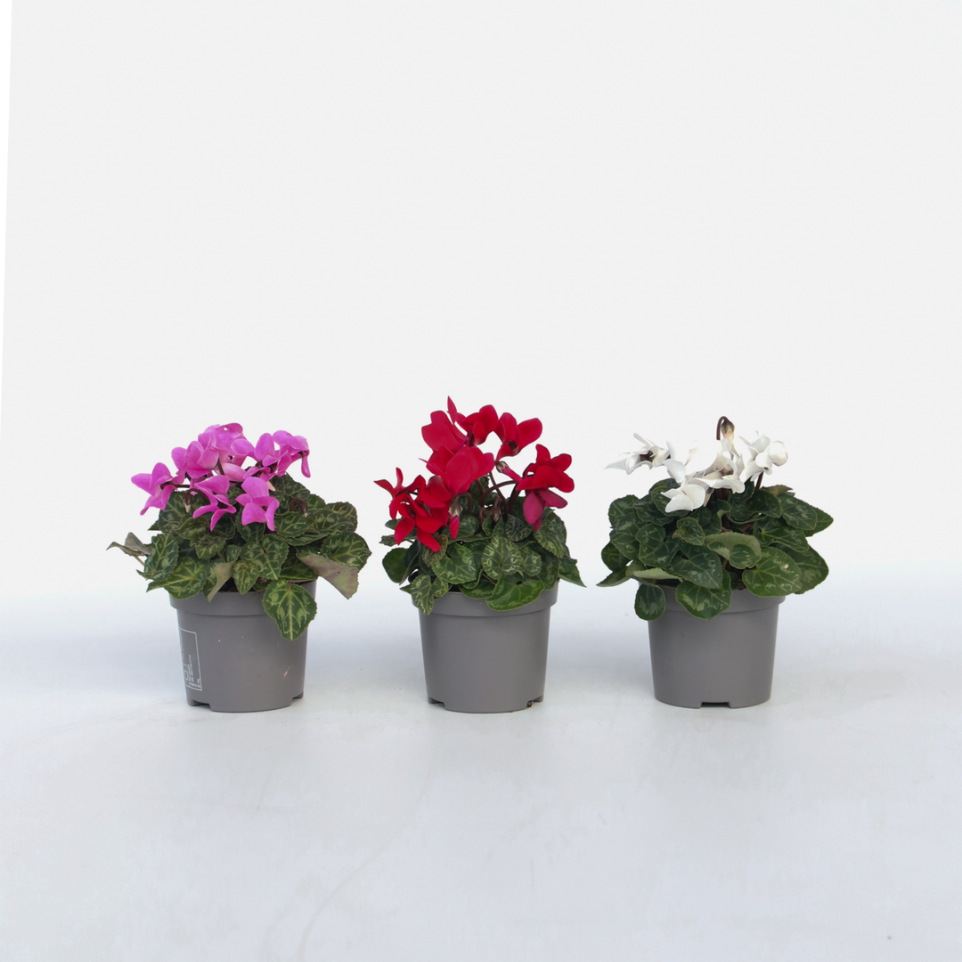 Cyclamen Persicum - Mix van 3