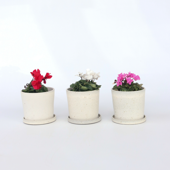 Cyclamen Persicum - Mix van 3