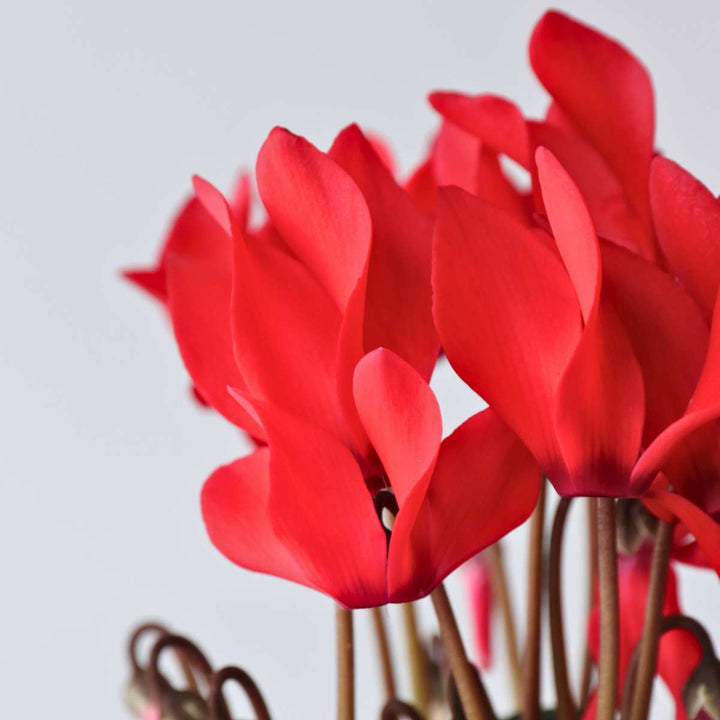 Cyclamen persicum 'Winfall Scarlet' - Set van 3