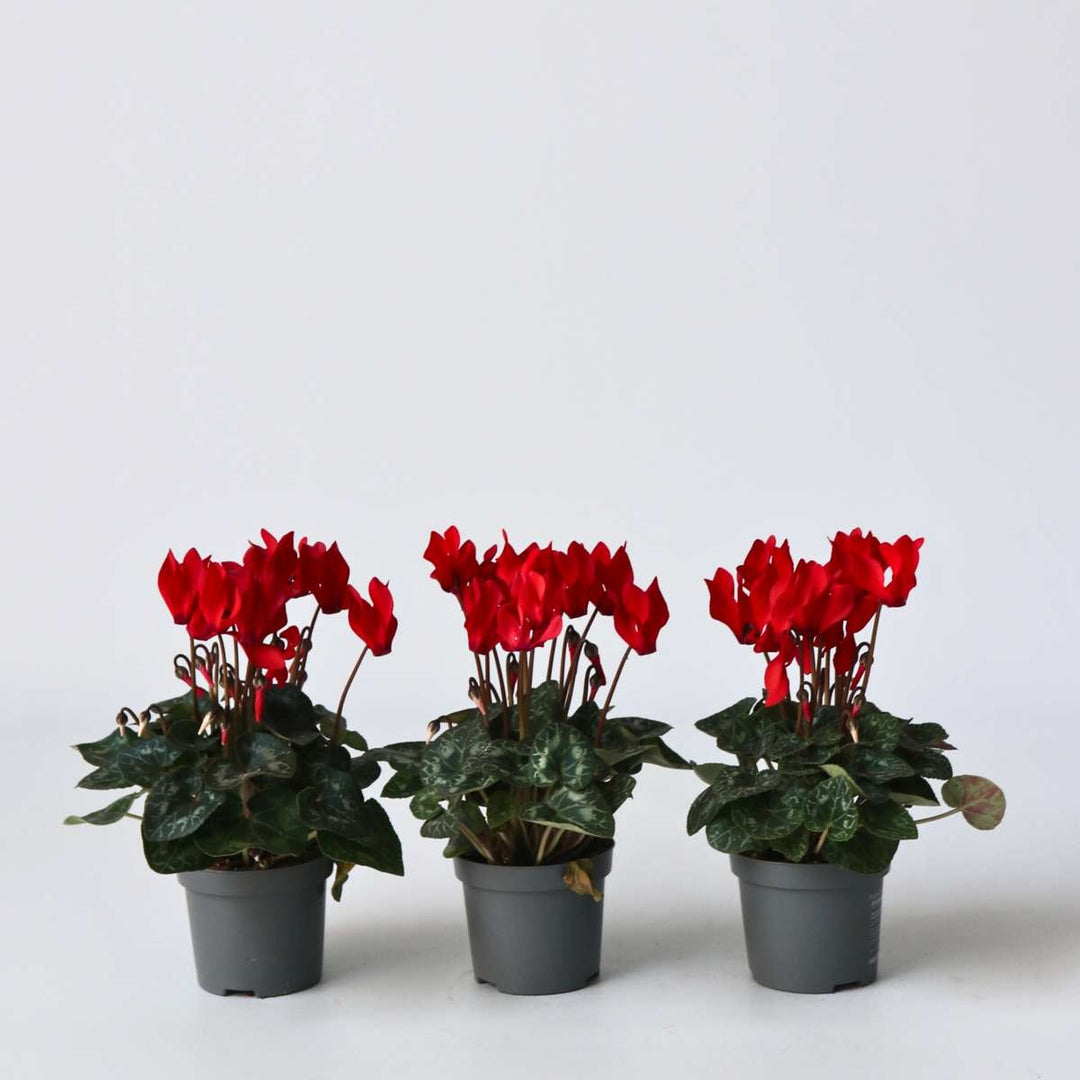 Rode Cyclamen - Set van 6