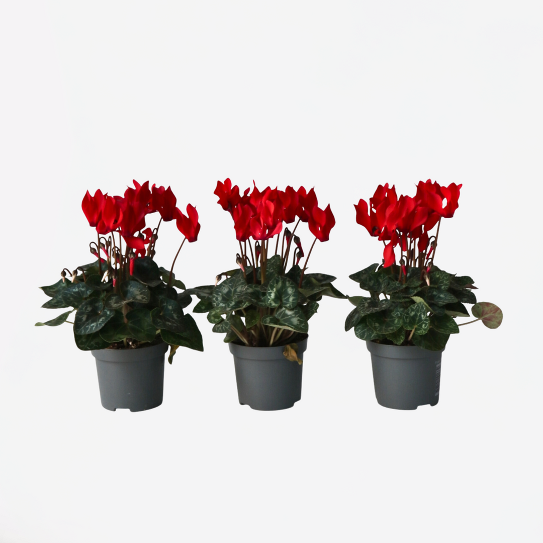 Cyclamen persicum 'Winfall Scarlet' - set od 3 komada