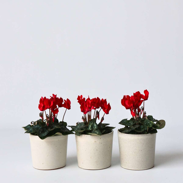 Cyclamen persicum 'Winfall Scarlet' - Set van 3