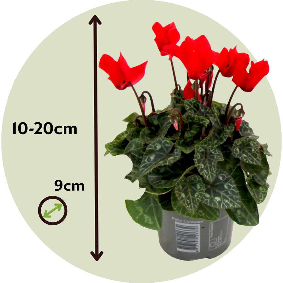 Cyclamen persicum 'Winfall Scarlet' - Set van 3