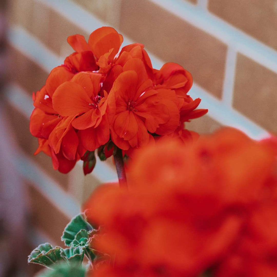 Punane alpikann - 6 tk komplekt