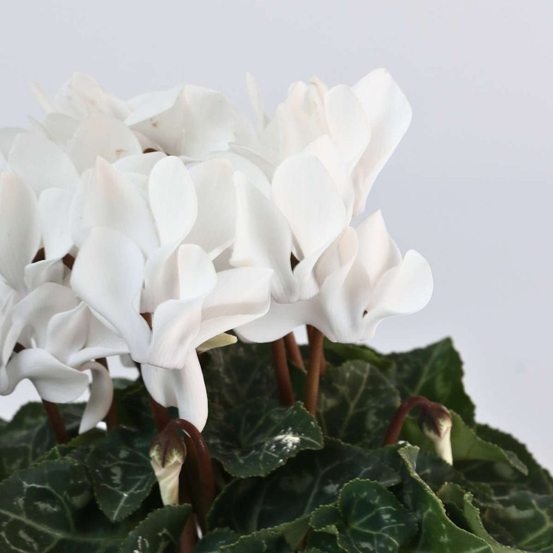 Cyclamen persicum 'Metis White' - Set van 3