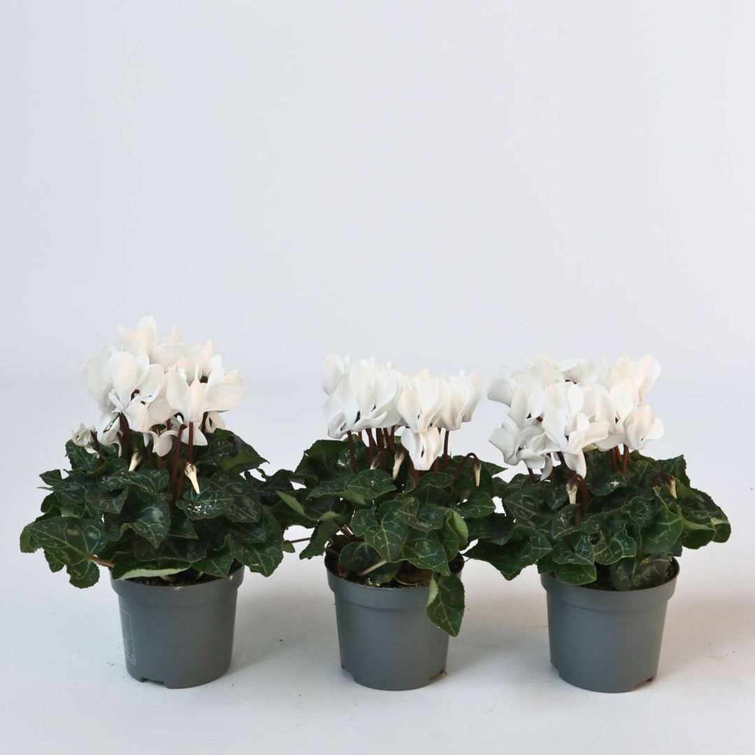 Cyclamen persicum 'Metis White' - Set van 6