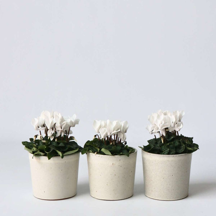 Cyclamen persicum 'Metis White' - Set van 3