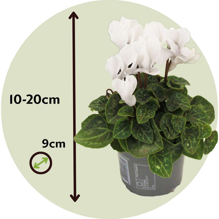 Cyclamen persicum 'Metis White' - sada 3 kusů