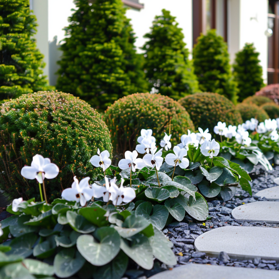 Cyclamen persicum 'Metis White' - Set van 3