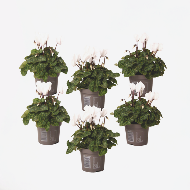 Cyclamen persicum 'Metis White' - set od 6 komada