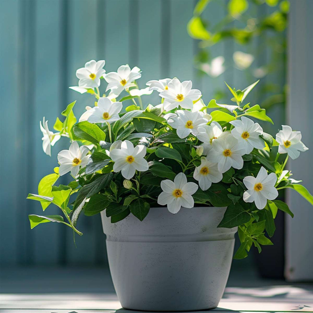 Dipladenia sanderii - Set od 3 - Bijela