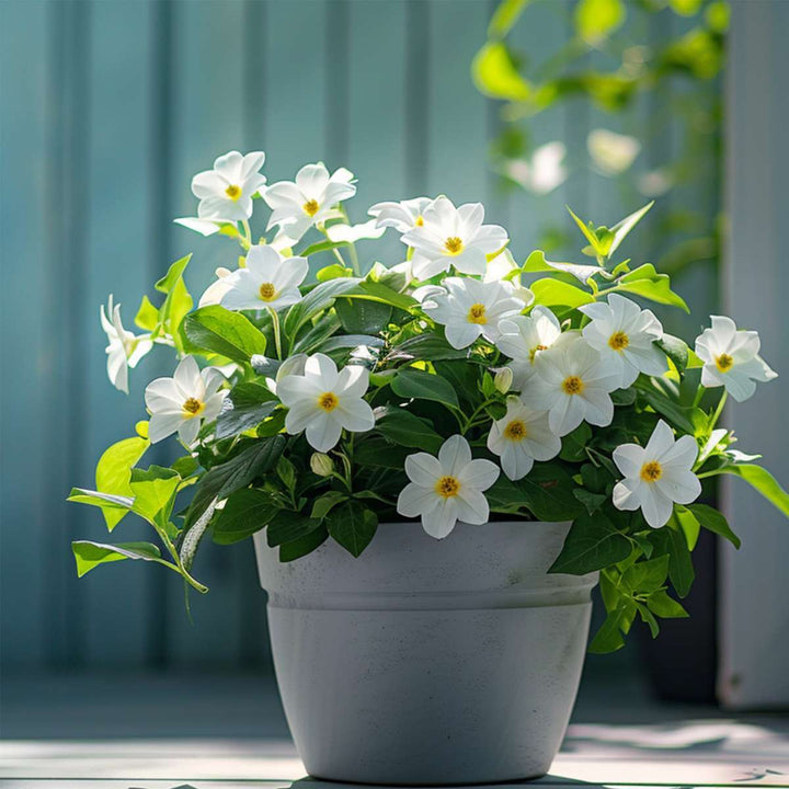 Dipladenia sanderii - Set od 3 - Bijela