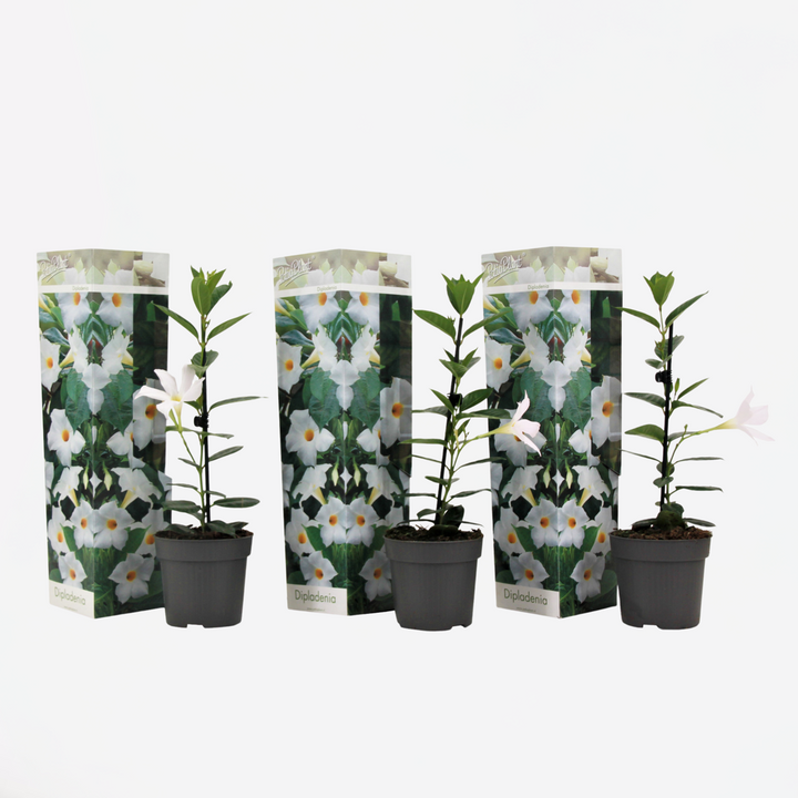 Dipladenia sanderii - Set od 3 - Bijela