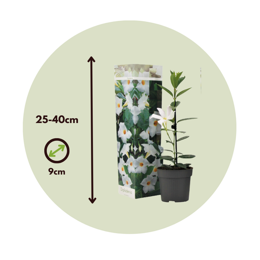 Dipladenia sanderii - Set od 3 - Bijela