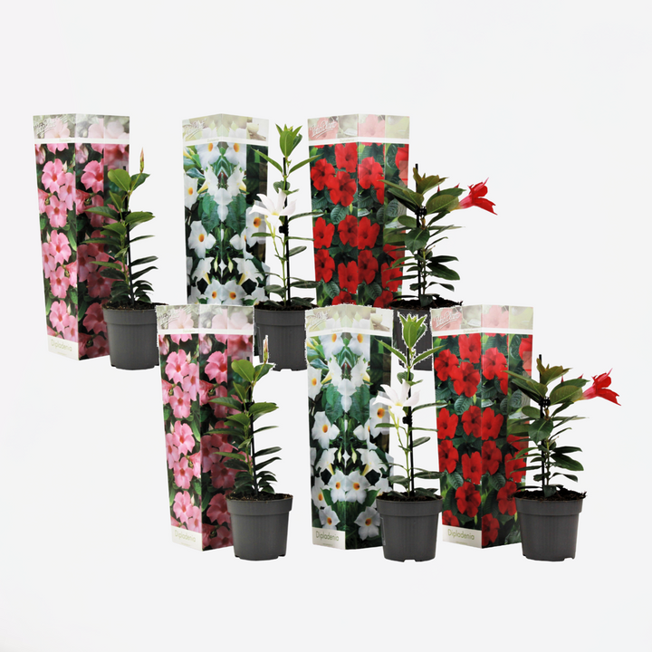 Dipladenia - Mix 6 - Rio červená, Rio bílá, Rio růžová