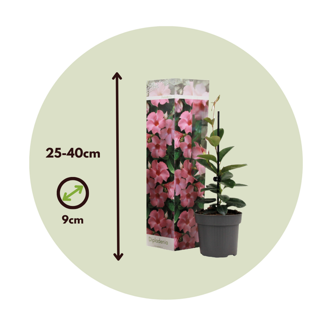 Dipladenia - Mix 6 - Rio červená, Rio bílá, Rio růžová