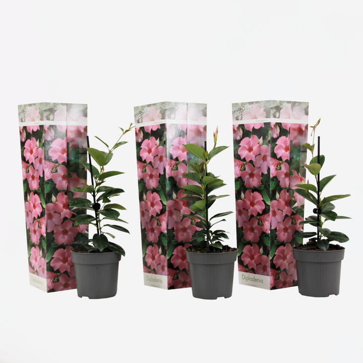 Dipladenia sanderii - Sada 3 kusů - Růžová