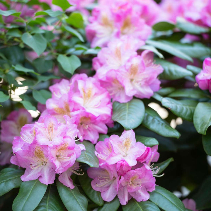 Rhododendron - Set van 3 - Roze - Tuinplant