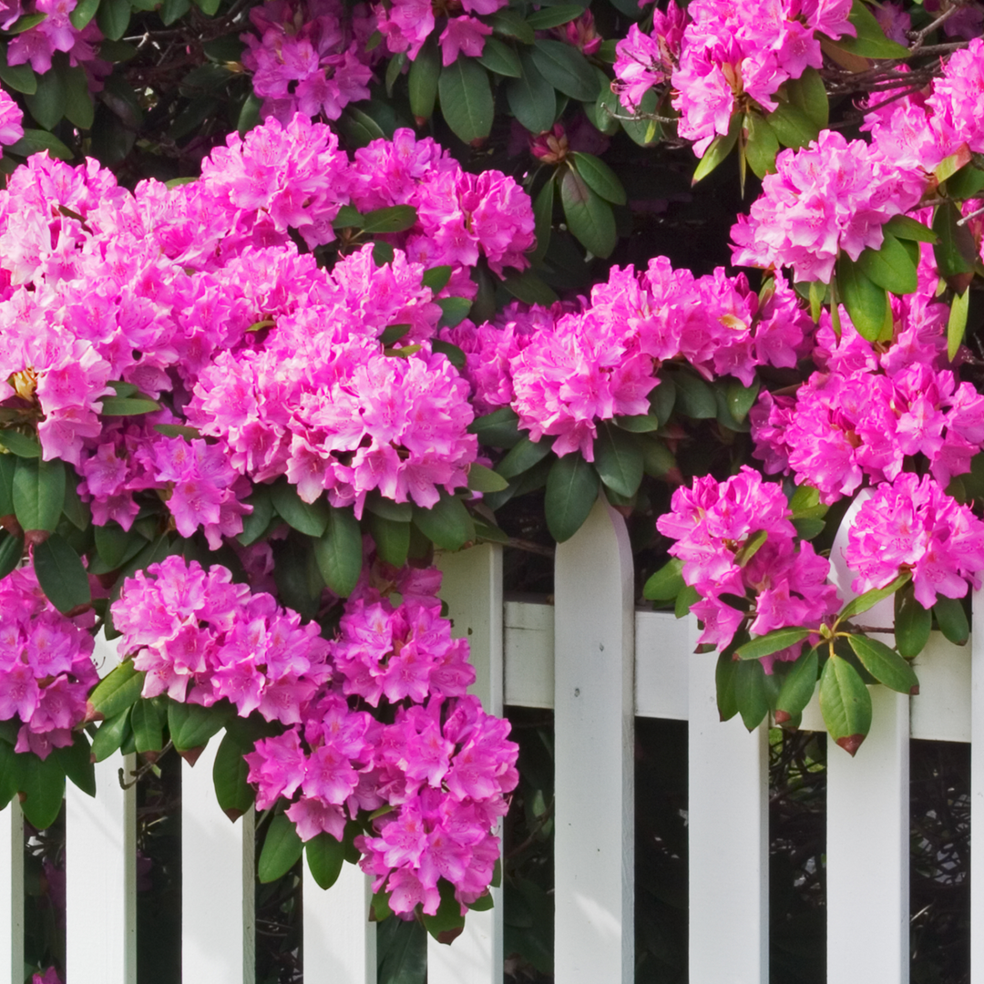 Rhododendron - Set van 3 - Roze - Tuinplant