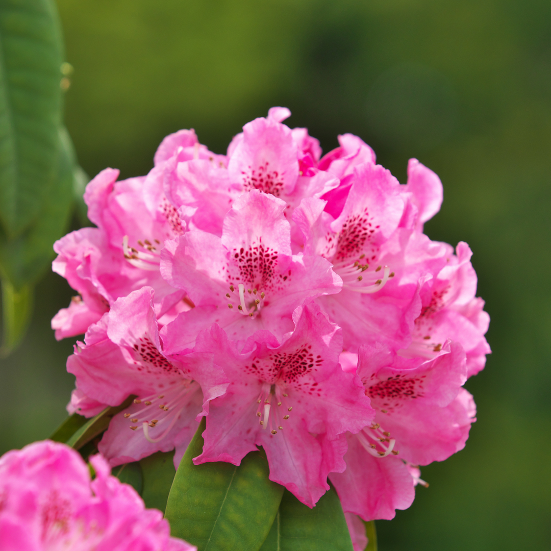 Rhododendron - Set van 3 - Roze - Tuinplant