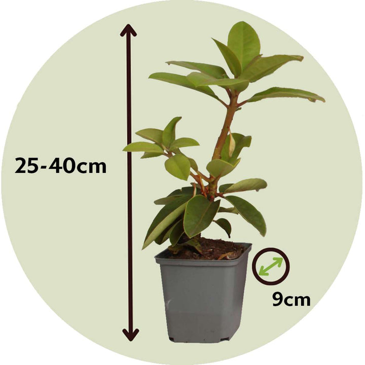 Rhododendron - Mix van 3 - Wit