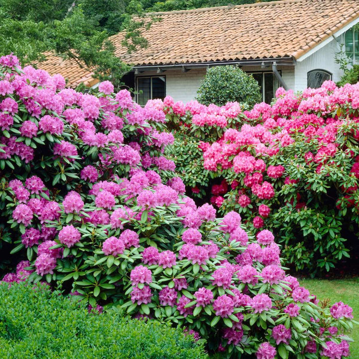 Rhododendron - Mix van 3 - Paars, wit, roze