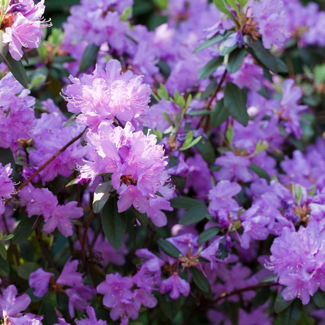 Rhododendron - Mix van 3 - Paars, wit, roze