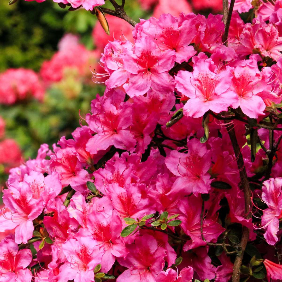 Rhododendron - Mix van 6 - Paars, wit, roze