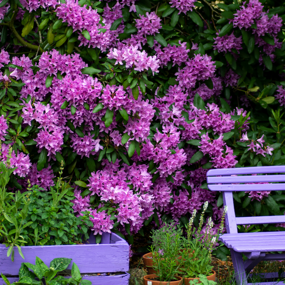 Rhododendron Catawbiense Purple - Set van 3 - Paars