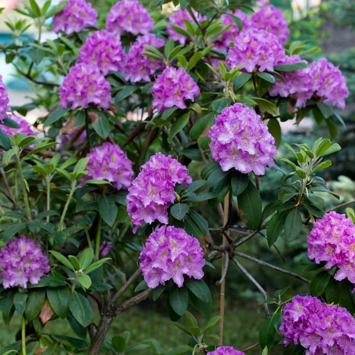 Rhododendron Catawbiense Purple - Set van 3 - Paars