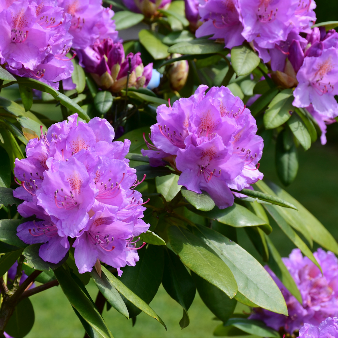 Rhododendron Catawbiense Purple - Set van 3 - Paars