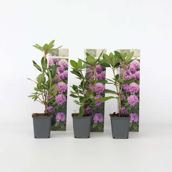 Rhododendron Catawbiense Purple - Set van 3 - Paars