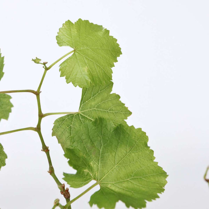 Druivenplanten - Mix van 6 - Vitis Vinifera