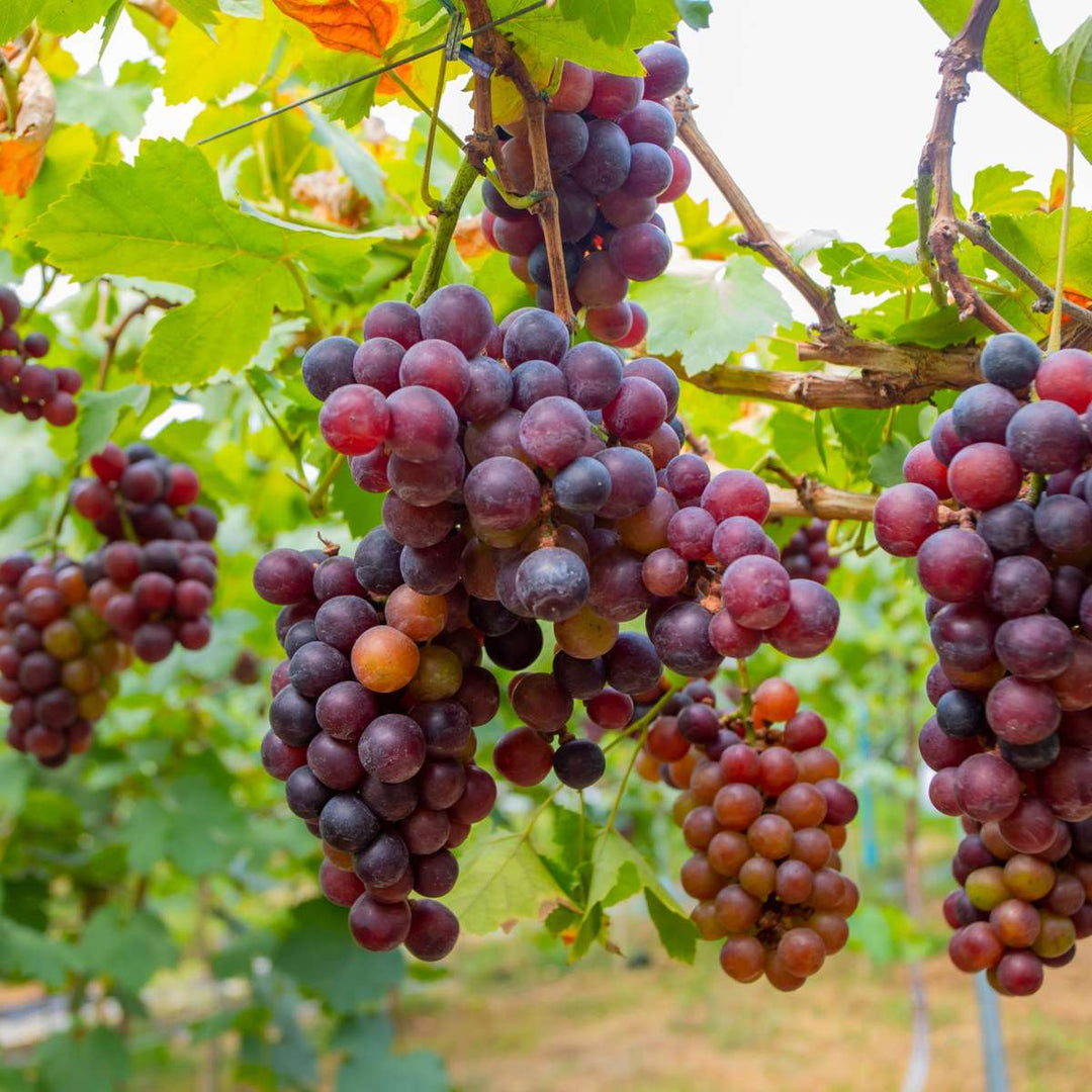 Druivenplanten - Set van 3 - Vitis Vinifera - Rood