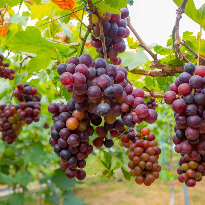 Druivenplanten - Set van 3 - Vitis Vinifera - Rood