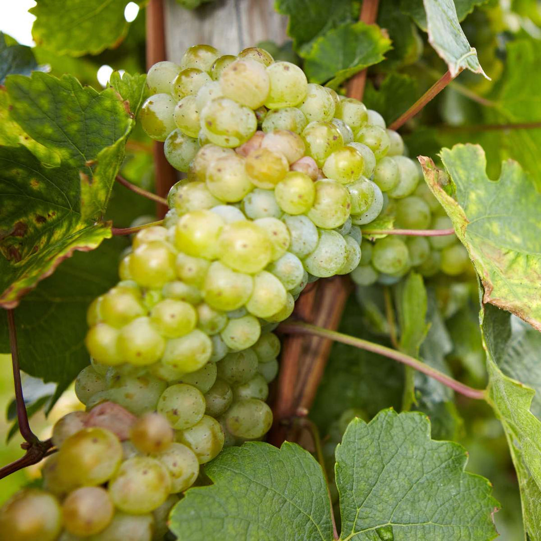 Druivenplanten - Mix van 3 - Vitis Vinifera