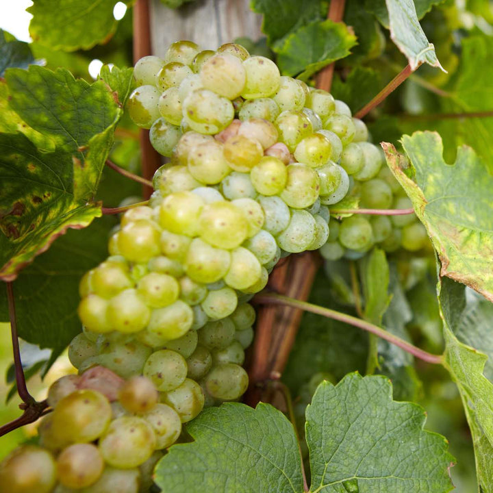 Druivenplanten - Mix van 6 - Vitis Vinifera