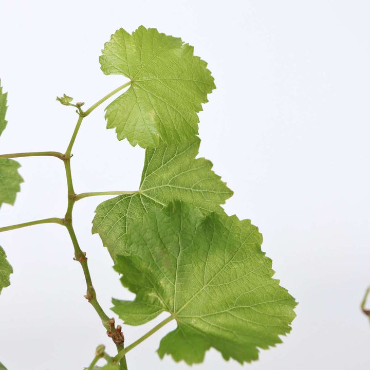 Druivenplanten - Set van 3 - Vitis Vinifera - Wit